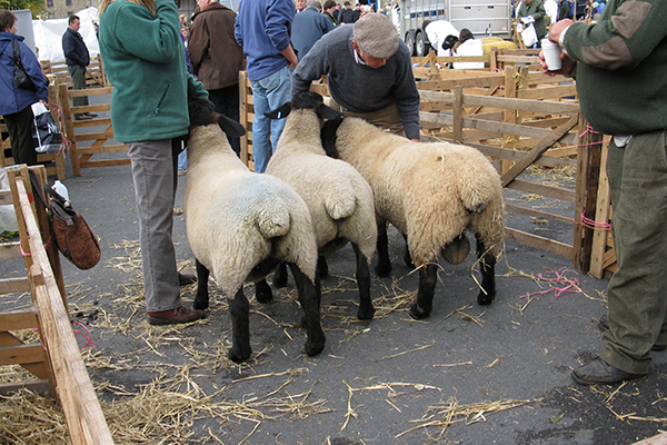 Masham Sheep Fair